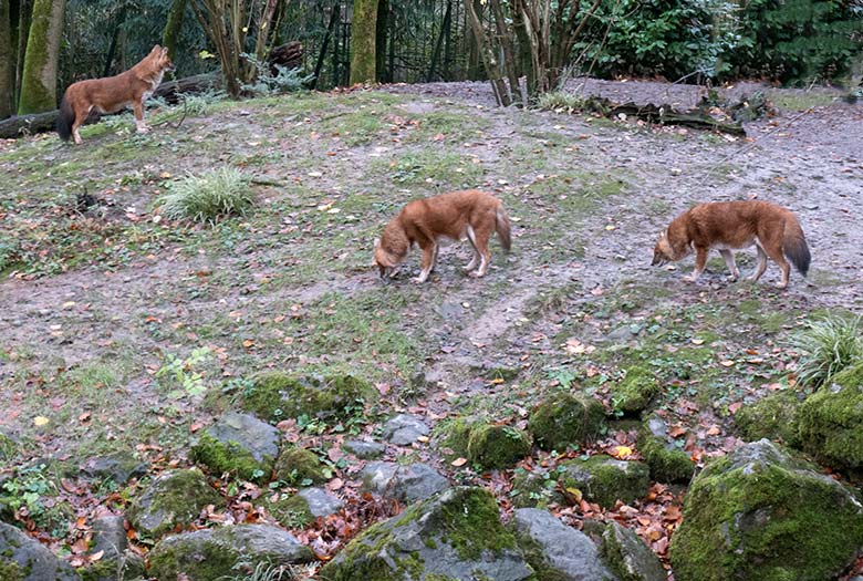 Drei Asiatische Rothunde am 3. Dezember 2024 auf der Außenanlage im Grünen Zoo Wuppertal