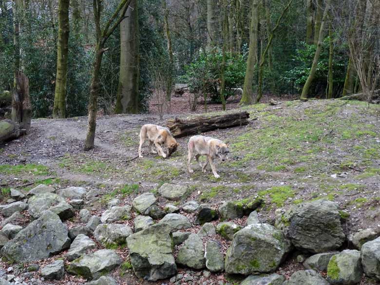 Europäische Wölfe am 3. März 2017 auf der Wolfsanlage im Zoologischen Garten Wuppertal