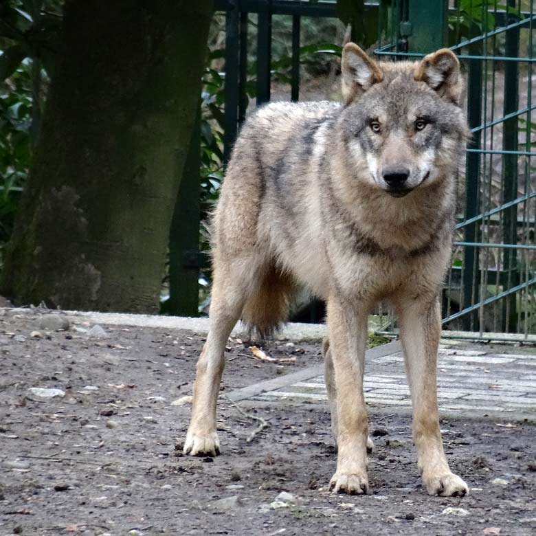Europäischer Wolf am 3. März 2017 auf der Wolfsanlage im Zoo Wuppertal