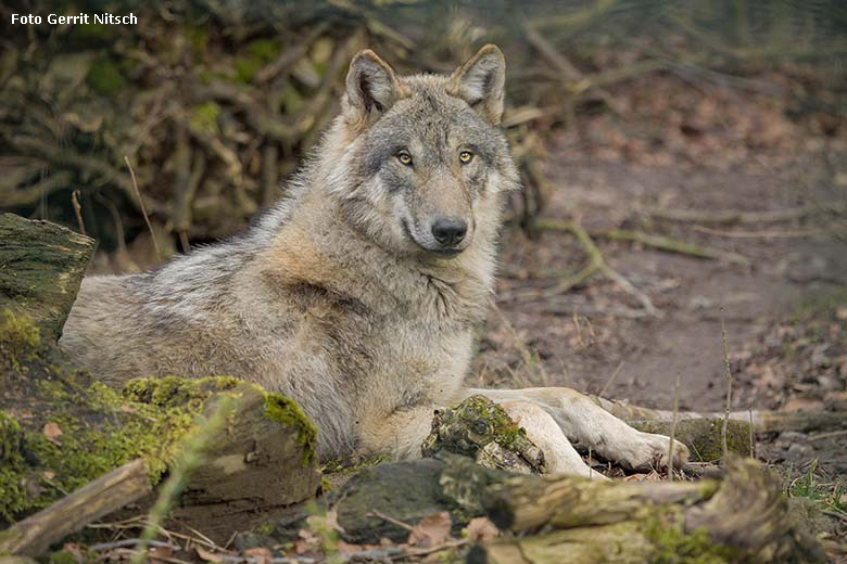 Europäischer Wolf am 10. März 2017 auf der ehemaligen Wolfsanlage im Grünen Zoo Wuppertal (Foto Gerrit Nitsch)