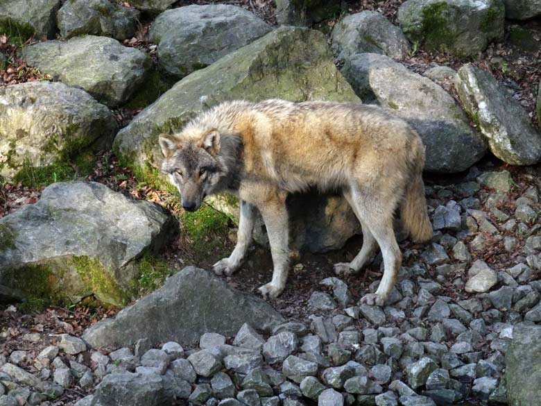Europäischer Wolf am 25. März 2017 auf der Außenanlage im Zoologischen Garten der Stadt Wuppertal