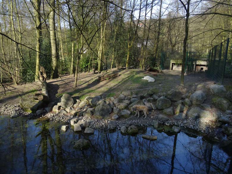 Europäischer Wolf am 25. März 2017 auf der Außenanlage im Grünen Zoo Wuppertal. Der Lichtkreis befand sich am rechten Bildrand