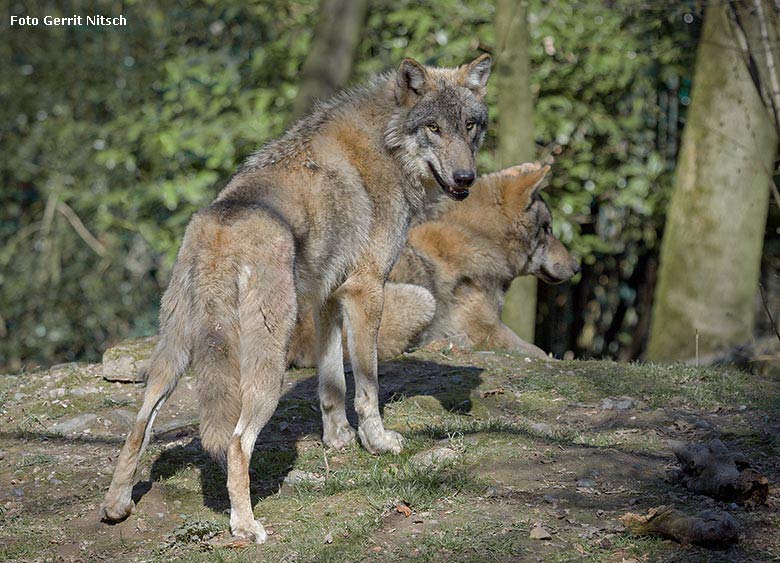 Europäische Wölfe am 27. März 2017 auf der ehemaligen Wolfsanlage im Wuppertaler Zoo (Foto Gerrit Nitsch)