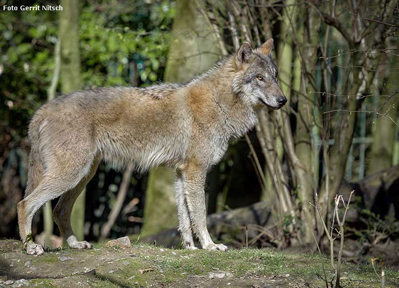 Europäischer Wolf am 27. März 2017 auf der ehemaligen Wolfsanlage im Zoo Wuppertal (Foto Gerrit Nitsch)