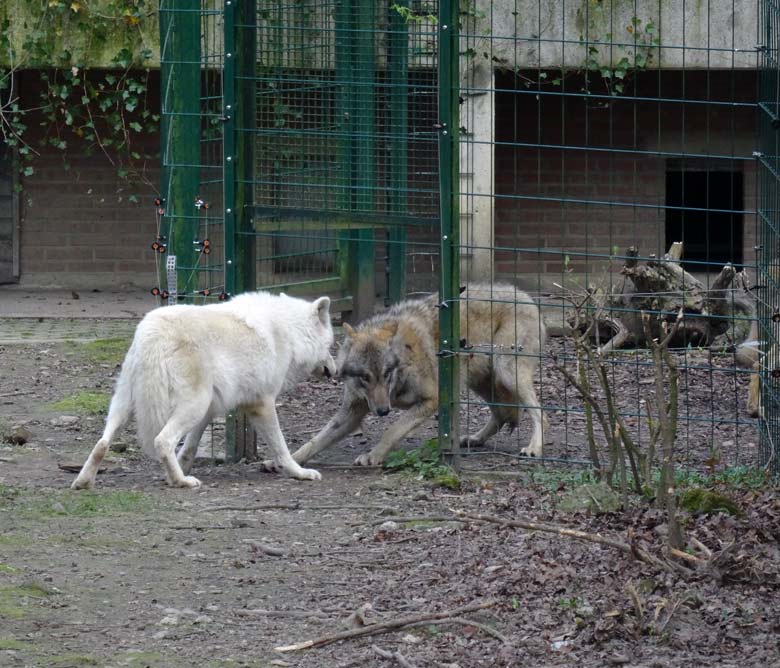Wölfe am 1. April 2017 im Grünen Zoo Wuppertal