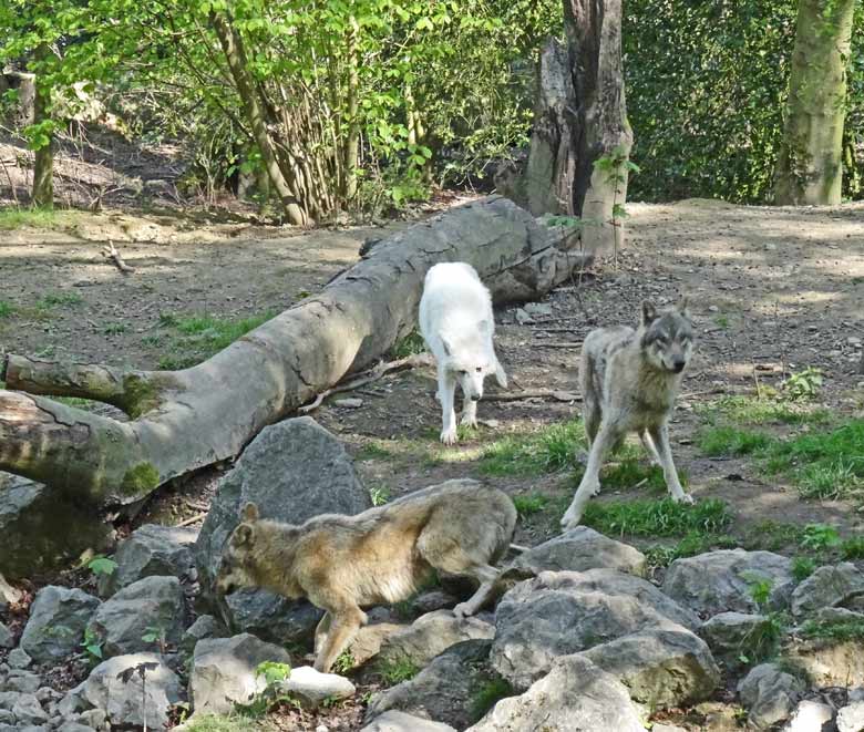 Europäische Wölfe und eine Arktische Wölfin bei der Schaufütterung am Tag des Wolfes am 30. April 2017 im Wuppertaler Zoo