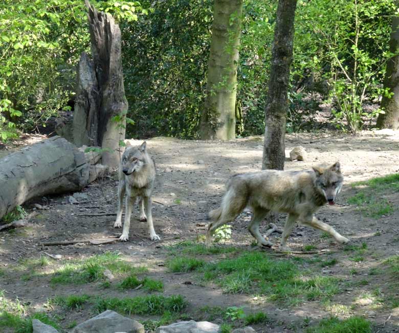 Europäische Wölfe bei der Schaufütterung am Tag des Wolfes am 30. April 2017 im Zoologischen Garten der Stadt Wuppertal
