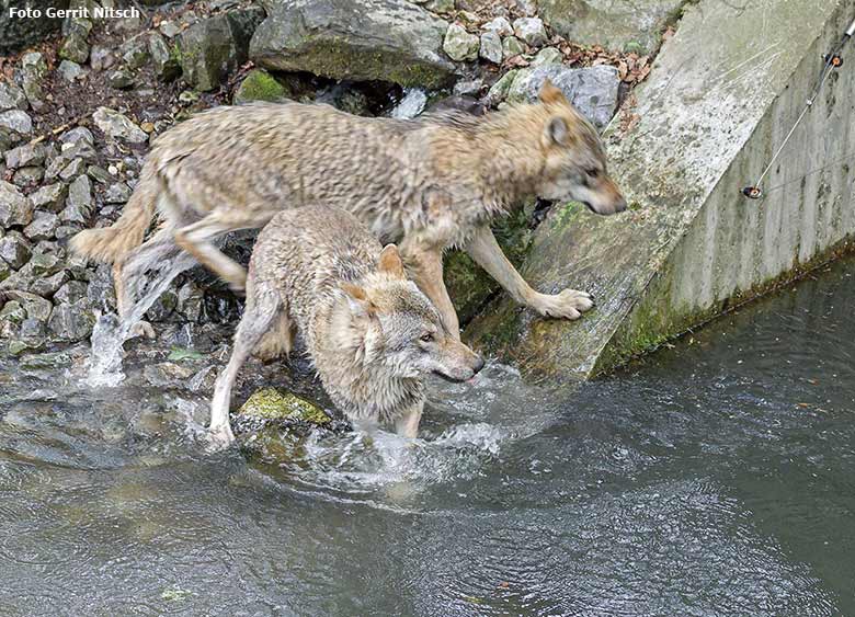 Europäische Wölfe am 9. Mai 2017 am Wasser der Wolfsanlage im Zoologischen Garten Wuppertal (Foto Gerrit Nitsch)