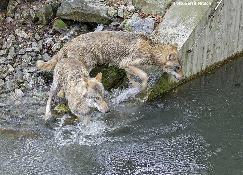 Europäische Wölfe am 9. Mai 2017 am Wasser der Wolfsanlage im Wuppertaler Zoo (Foto Gerrit Nitsch)