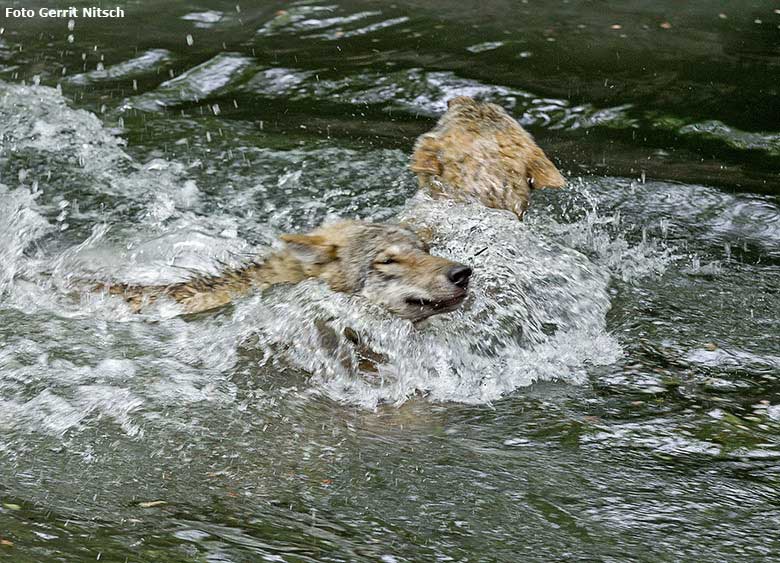 Europäische Wölfe am 9. Mai 2017 im Wasser der Wolfsanlage im Zoo Wuppertal (Foto Gerrit Nitsch)