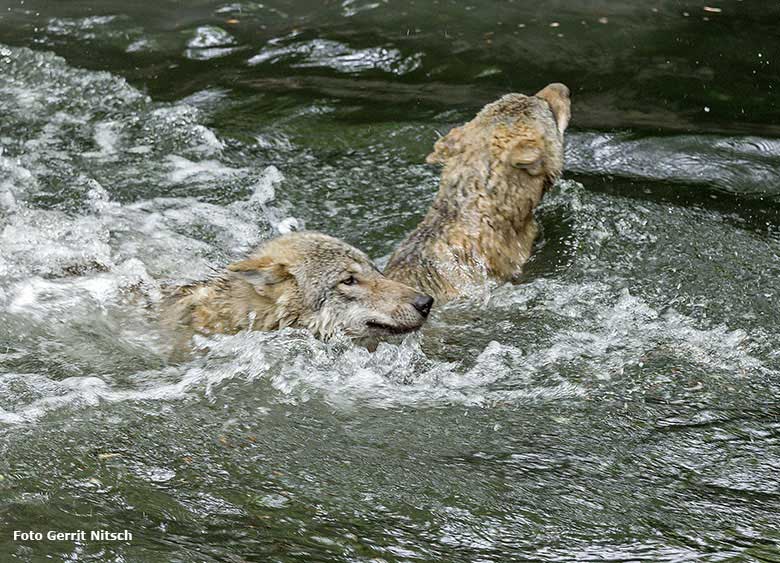 Europäische Wölfe am 9. Mai 2017 im Wasser der Wolfsanlage im Zoologischen Garten der Stadt Wuppertal (Foto Gerrit Nitsch)