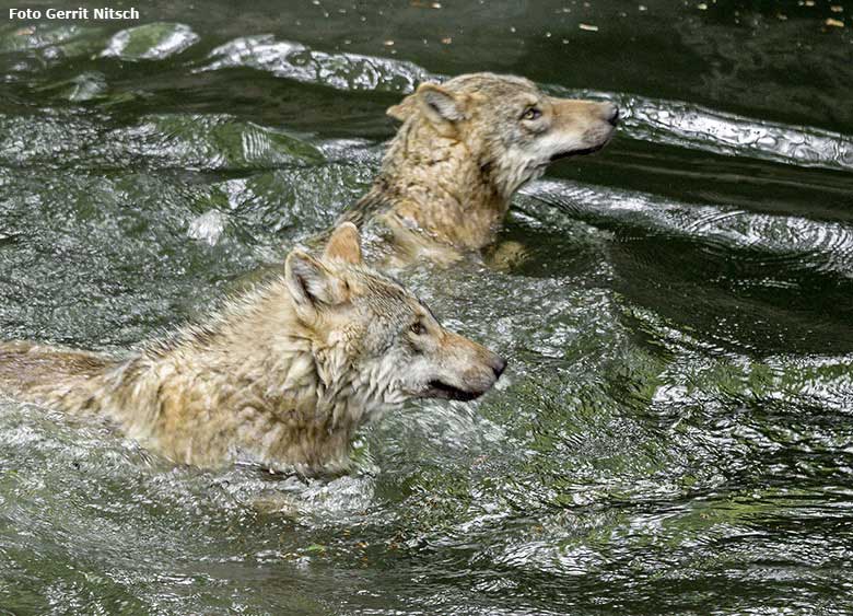 Europäische Wölfe am 9. Mai 2017 im Wasser der Wolfsanlage im Wuppertaler Zoo (Foto Gerrit Nitsch)