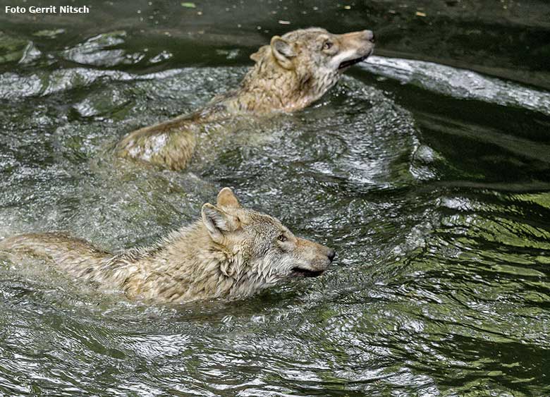 Europäische Wölfe am 9. Mai 2017 im Wasser der Wolfsanlage im Grünen Zoo Wuppertal (Foto Gerrit Nitsch)