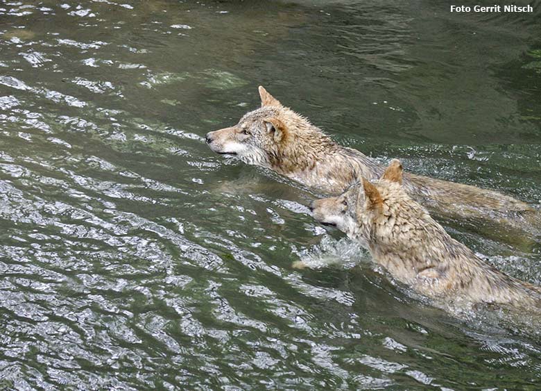 Europäische Wölfe am 9. Mai 2017 im Wasser der Wolfsanlage im Grünen Zoo Wuppertal (Foto Gerrit Nitsch)