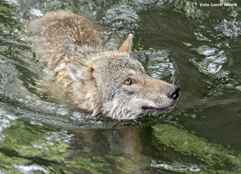 Europäischer Wolf am 9. Mai 2017 im Wasser der Wolfsanlage im Zoo Wuppertal (Foto Gerrit Nitsch)