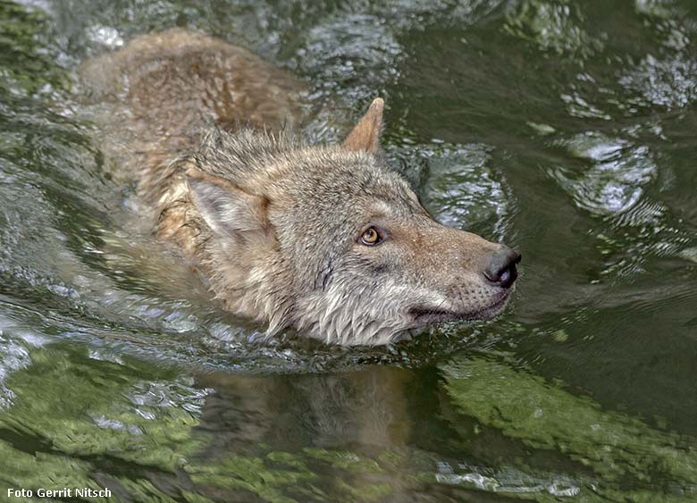 Europäischer Wolf am 9. Mai 2017 auf der ehemaligen Wolfsanlage im Grünen Zoo Wuppertal (Foto Gerrit Nitsch)