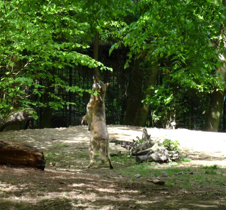Europäischer Wolf am 11. Mai 2017 auf der Wolfsanlage im Zoo Wuppertal