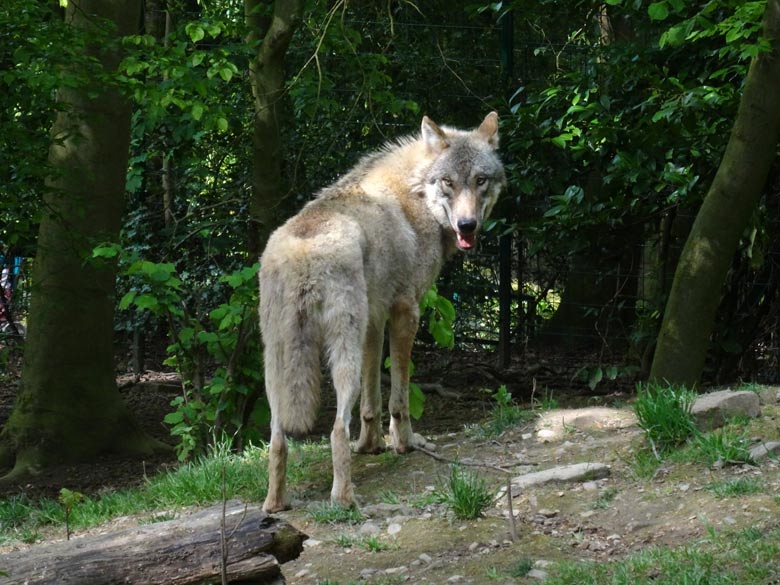 Europäischer Wolf am 11. Mai 2017 auf der Wolfsanlage im Zoologischen Garten Wuppertal