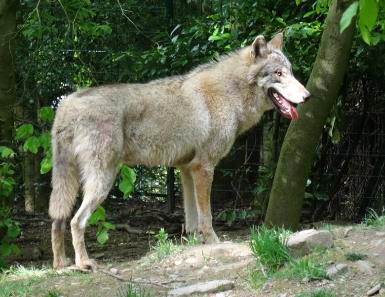 Europäischer Wolf am 11. Mai 2017 auf der Wolfsanlage im Wuppertaler Zoo