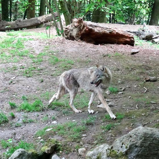 Europäischer Wolf im Wuppertaler Zoo am 13. Mai 2017