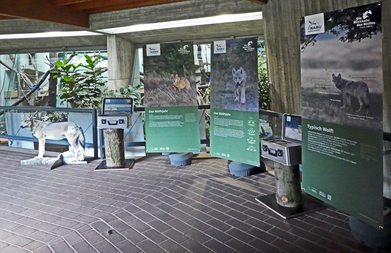 Teil der Wanderausstellung zur Rückkehr des Wolfes am 31. Mai 2017 im Menschenaffenhaus im Grünen Zoo Wuppertal