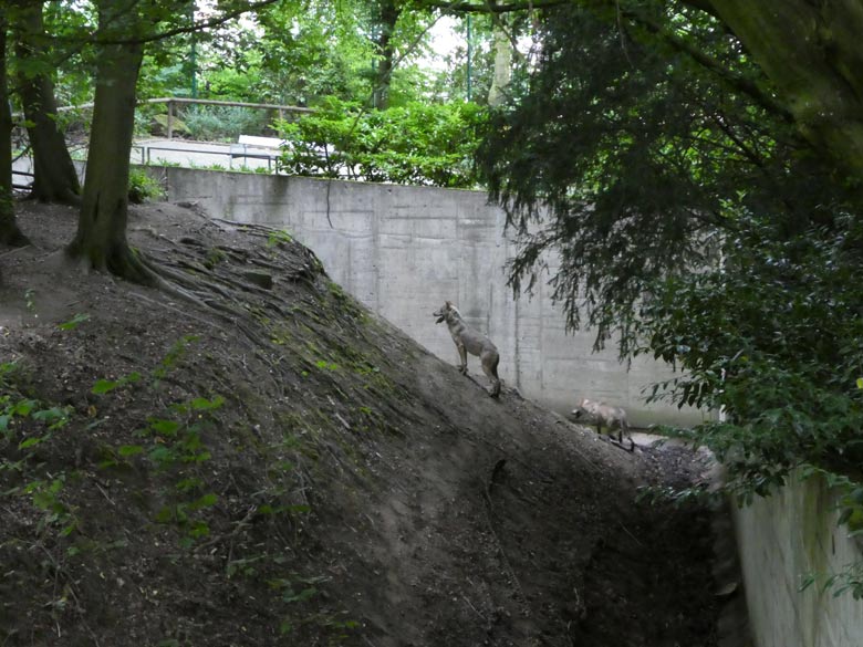 Europäische Wölfe am 30. Juni 2017 auf der Braunbärenanlage im Wuppertaler Zoo