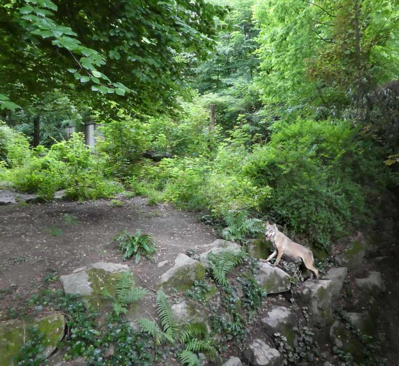 Europäischer Wolf am 30. Juni 2017 auf der Braunbärenanlage im Grünen Zoo Wuppertal