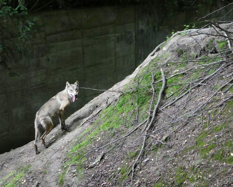 Europäischer Wolf am 30. Juni 2017 auf der Braunbärenanlage im Zoo Wuppertal