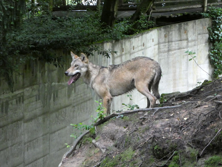 Europäischer Wolf am 27. Juli 2017 auf der Braunbärenanlage im Zoologischen Garten der Stadt Wuppertal