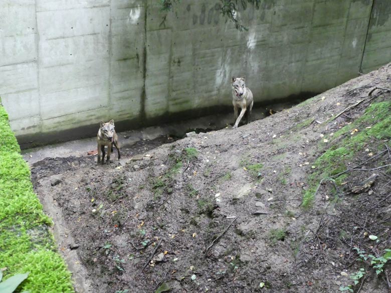 Die beiden Europäischen Wölfe am 27. Juli 2017 auf der Braunbärenanlage im Grünen Zoo Wuppertal