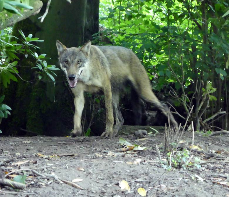 Europäischer Wolf am 27. Juli 2017 auf der Wolfsanlage im Wuppertaler Zoo