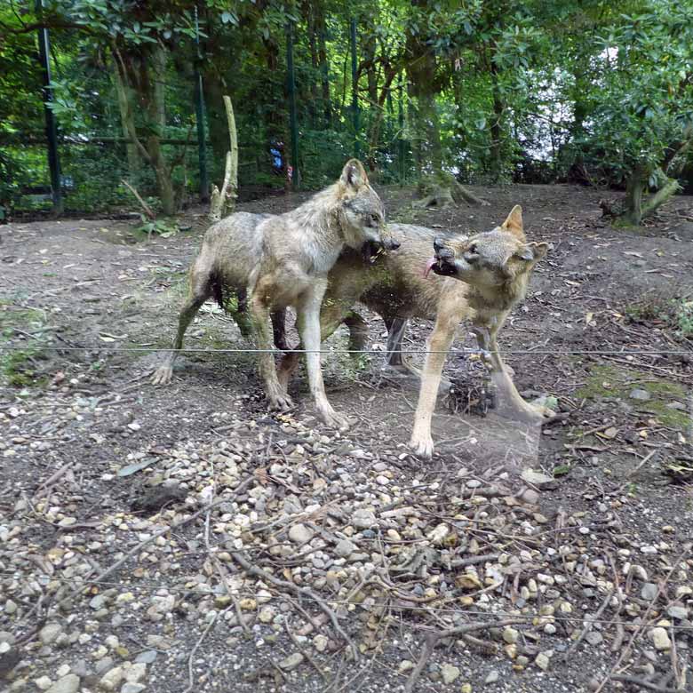 Die beiden Europäischen Wölfe am 27. Juli 2017 auf der Wolfsanlage im Zoologischen Garten Wuppertal