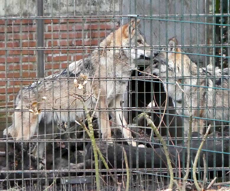 Europäische Wölfe am 29. Dezember 2017 im Zoologischen Garten der Stadt Wuppertal