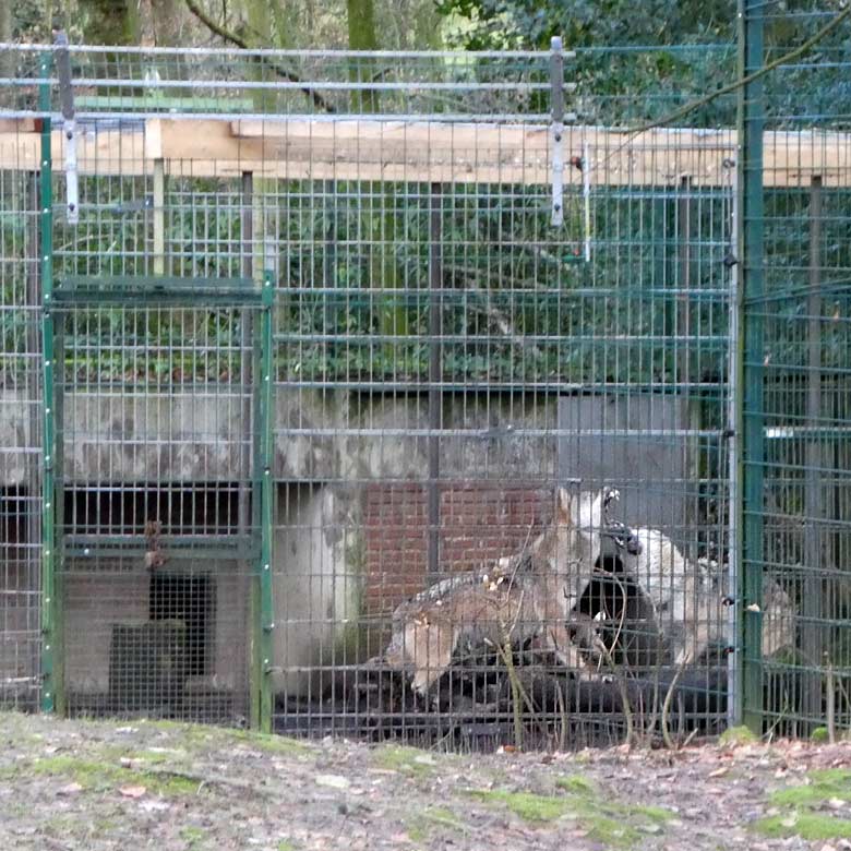 Zähnefletschende Europäische Wölfe am 29. Dezember 2017 im Grünen Zoo Wuppertal