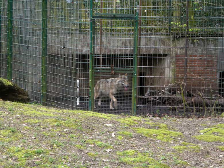Europäischer Wolf am 12. April 2018 im Vorgehege am Wolfsstall im Grünen Zoo Wuppertal