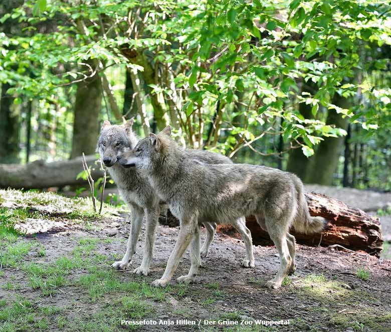 Zwei Europäische Wölfe am 17. Mai 2017 im Grünen Zoo Wuppertal (Pressefoto Anja Hillen - Der Grüne Zoo Wuppertal)