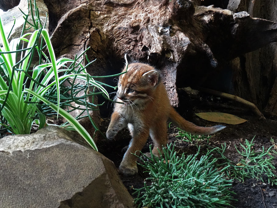 Asiatische Goldkatze Jungtier "Fu" im Zoologischen Garten Wuppertal am 8. April 2015