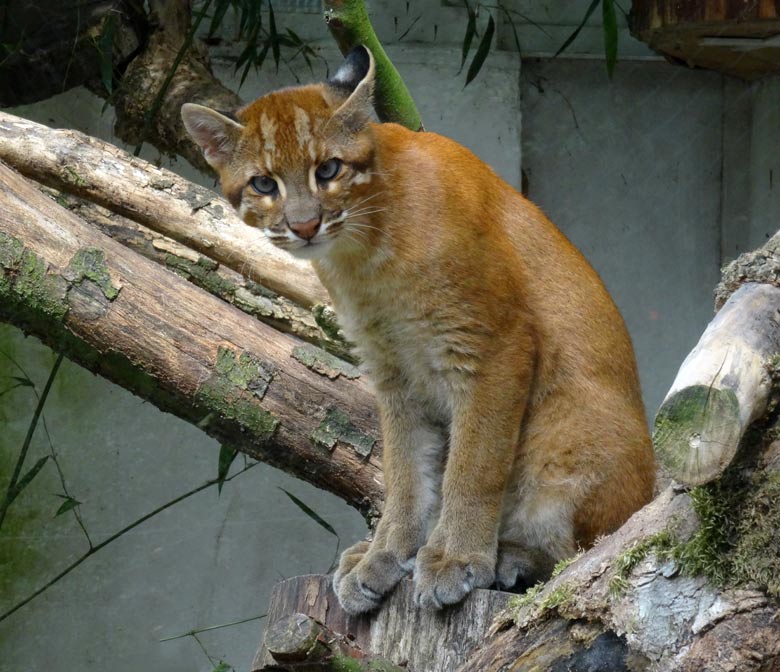 Asiatische Goldkatze Jungtier "Fu" im Jahr 2015 im Grünen Zoo Wuppertal
