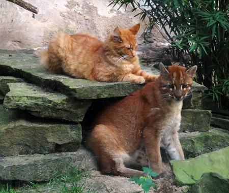 Norwegische Waldkatze "Nemo av Haithabu" und Asiatische Goldkatze "Fu" auf der Außenanlage am Kleinkatzenhaus im Grünen Zoo Wuppertal