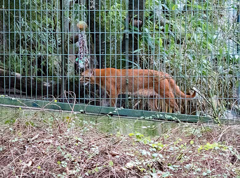 Asiatischer Goldkatzen-Kater THAO am 6. Januar 2018 auf der Außenanlage am Großkatzenhauses im Grünen Zoo Wuppertal