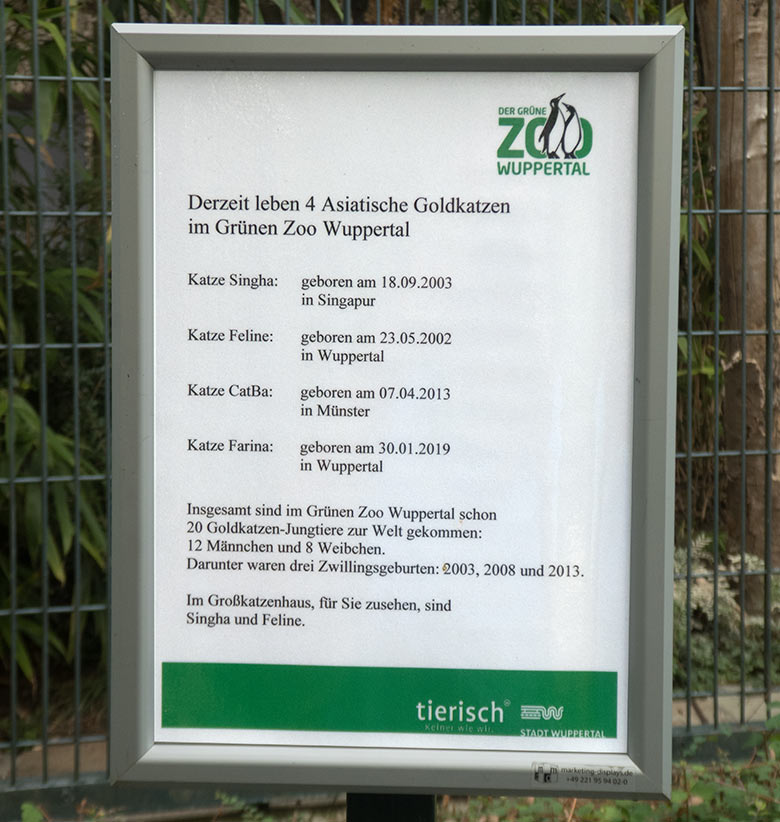 Aushang zu den Asiatischen Goldkatzen am 5. August 2019 am Großkatzen-Haus im Grünen Zoo Wuppertal