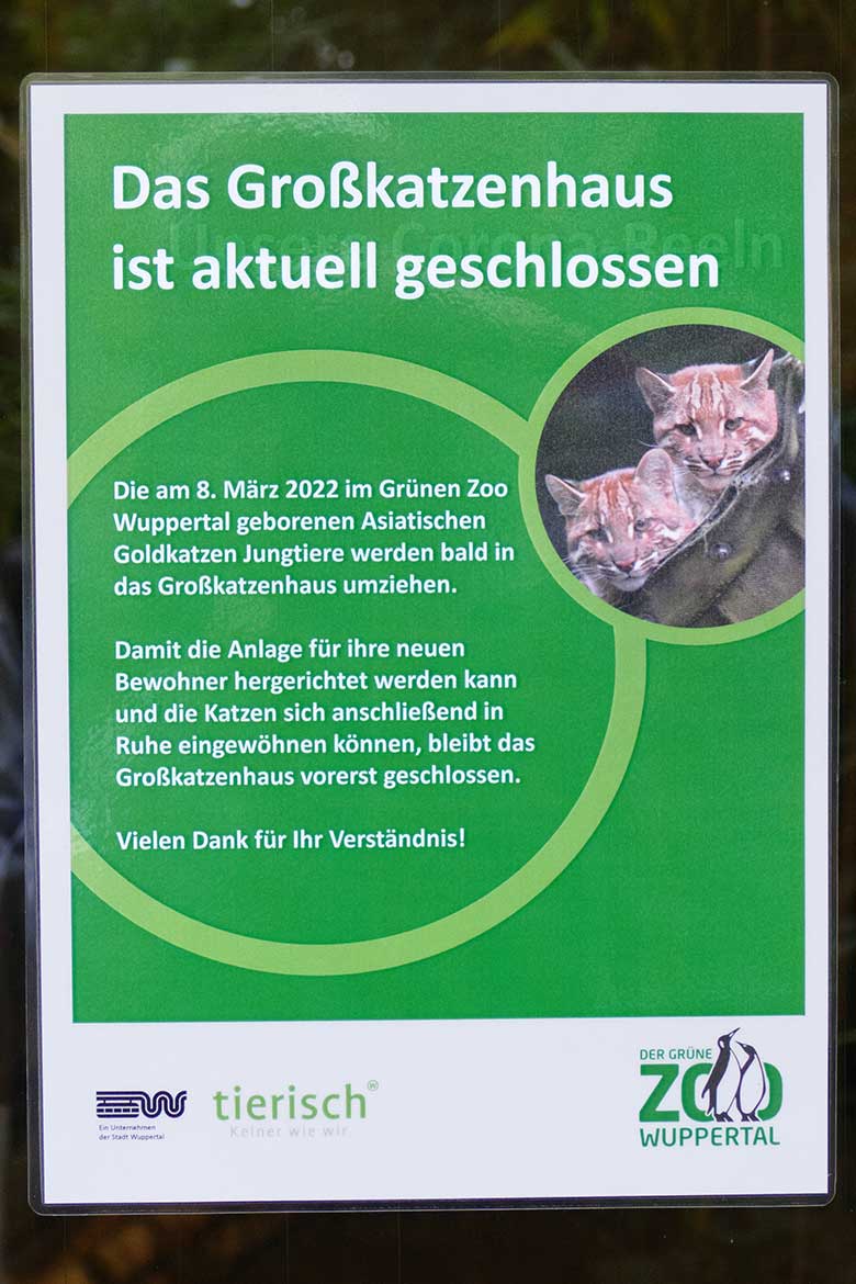 Information für Zoogäste am 24. Oktober 2022 am Großkatzen-Haus im Grünen Zoo Wuppertal zum Umzug und zur Eingewöhnung der Asiatischen Goldkatzen