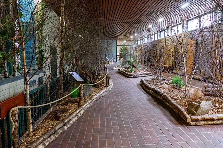 Wieder zugänglicher Bereich mit den Innengehegen der Asiatischen Goldkatzen am 27. Januar 2023 im Großkatzen-Haus im Grünen Zoo Wuppertal
