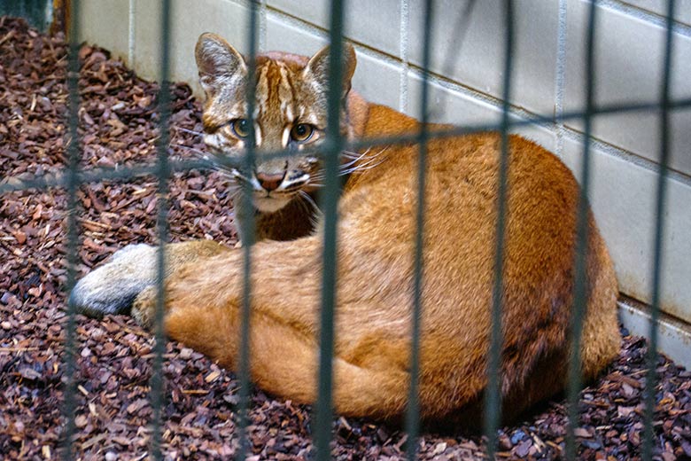Weibliches Asiatisches Goldkatzen-Jungtier TILA am 27. Januar 2023 im Großkatzen-Haus im Wuppertaler Zoo