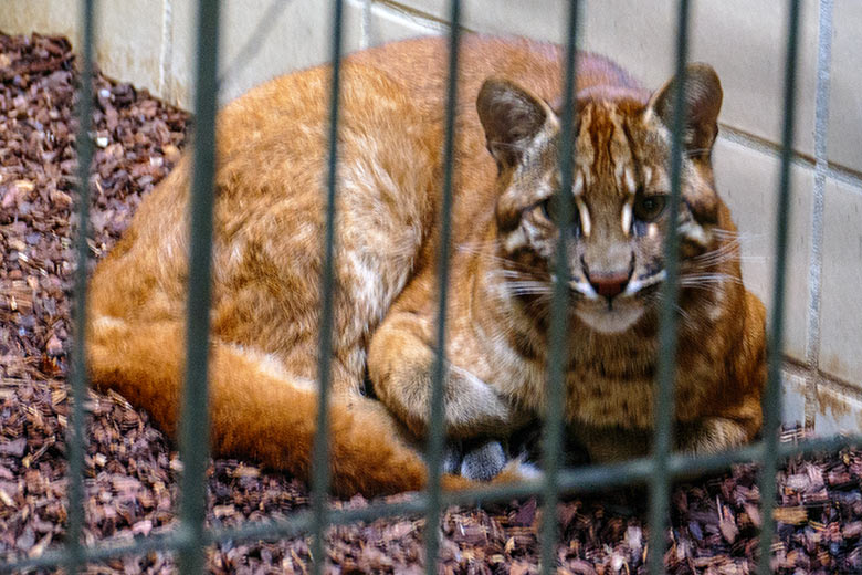 Weibliches Asiatisches Goldkatzen-Jungtier TILA am 27. Januar 2023 im Großkatzen-Haus im Zoologischen Garten Wuppertal