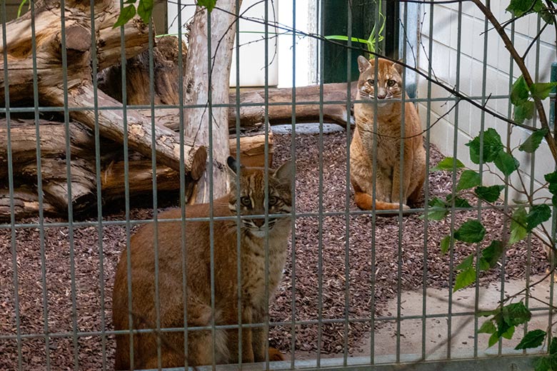 Weibliche Asiatische Goldkatze CATBA und weibliches Asiatisches Goldkatzen-Jungtier TILA am 30. Januar 2023 im Großkatzen-Haus im Wuppertaler Zoo