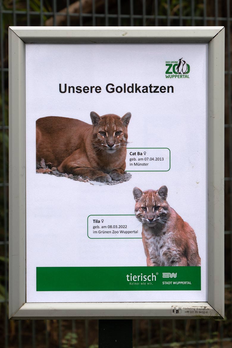 Aushang 'Unsere Goldkatzen' am 30. Januar 2023 am Großkatzen-Haus im Grünen Zoo Wuppertal