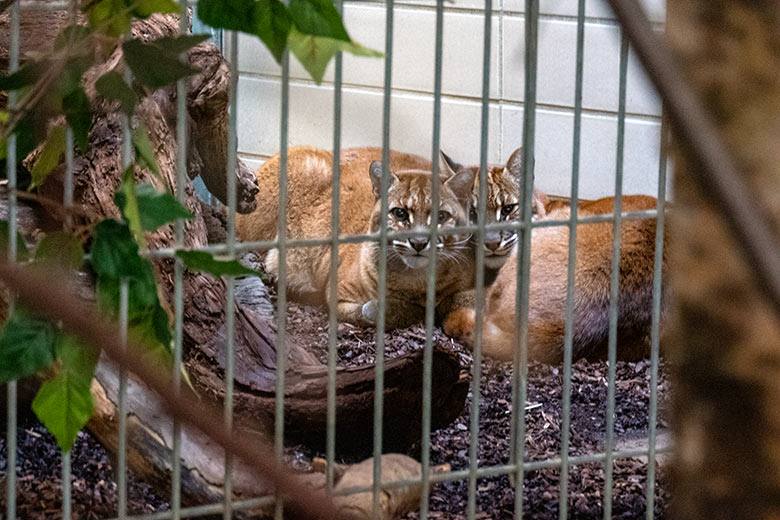 Weibliche Asiatische Goldkatzen am 8. Januar 2024 im Innengehege im Großkatzen-Haus im Grünen Zoo Wuppertal