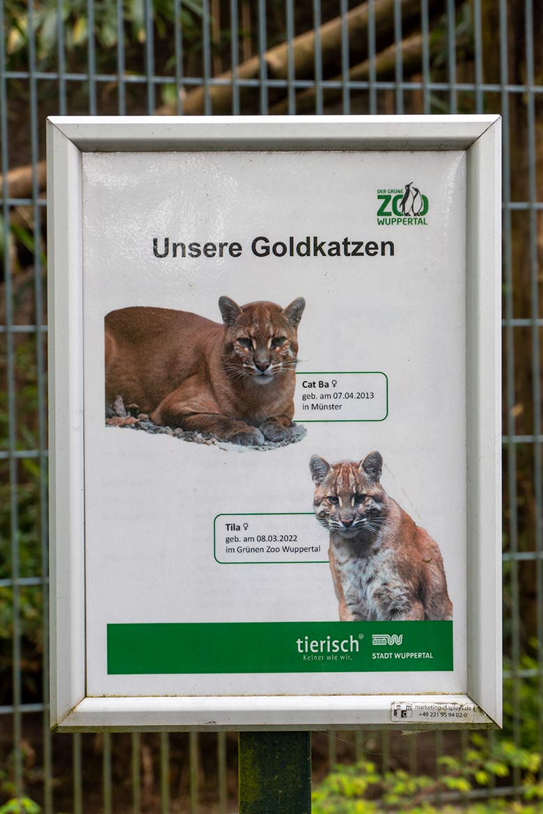 Aushang 'Unsere Goldkatzen' am 23. April 2024 an der Außenanlage am Großkatzen-Haus im Zoo Wuppertal