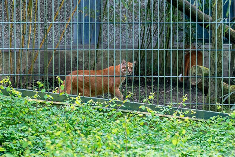 Weibliche Asiatische Goldkatzen am 9. Mai 2024 auf der Außenanlage am Großkatzen-Haus im Wuppertaler Zoo